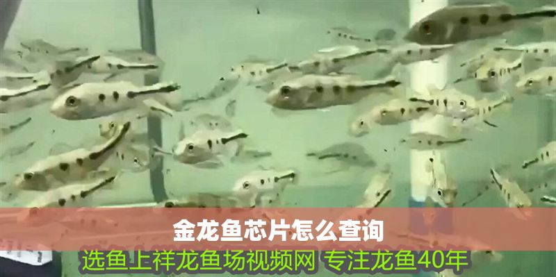 金龍魚芯片怎么查詢 金龍魚芯片怎么查詢 龍魚百科 第2張