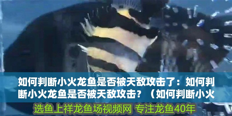 如何判斷小火龍魚是否被天敵攻擊了：如何判斷小火龍魚是否被天敵攻擊？（如何判斷小火龍魚是否受到天敵攻擊）