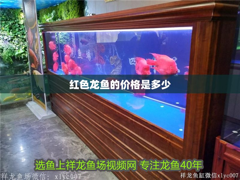 紅色龍魚的價(jià)格是多少 龍魚百科 第1張 紅色龍魚的價(jià)格是多少 紅色龍魚的價(jià)格是多少 龍魚百科 第1張
