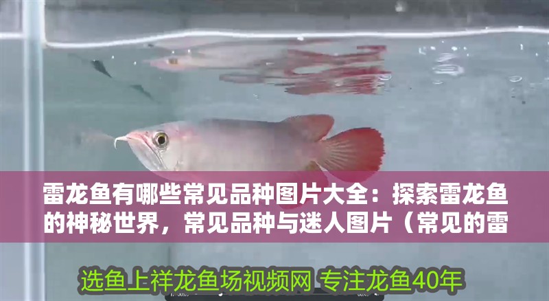 雷龍魚有哪些常見品種圖片大全：探索雷龍魚的神秘世界，常見品種與迷人圖片（常見的雷龍魚品種）
