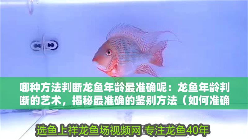 哪種方法判斷龍魚年齡最準確呢：龍魚年齡判斷的藝術，揭秘最準確的鑒別方法（如何準確判斷龍魚的年齡）
