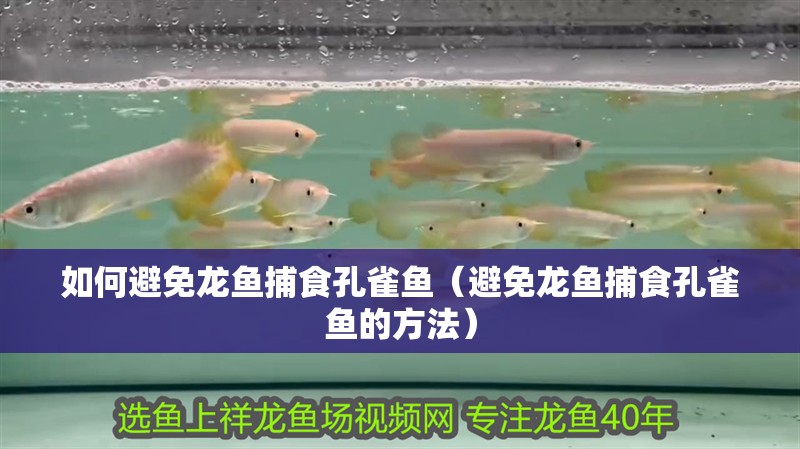 如何避免龍魚捕食孔雀魚（避免龍魚捕食孔雀魚的方法）