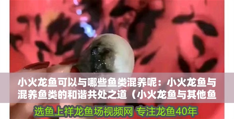 小火龍魚可以與哪些魚類混養呢：小火龍魚與混養魚類的和諧共處之道（小火龍魚與其他魚類混養在混養在一起）