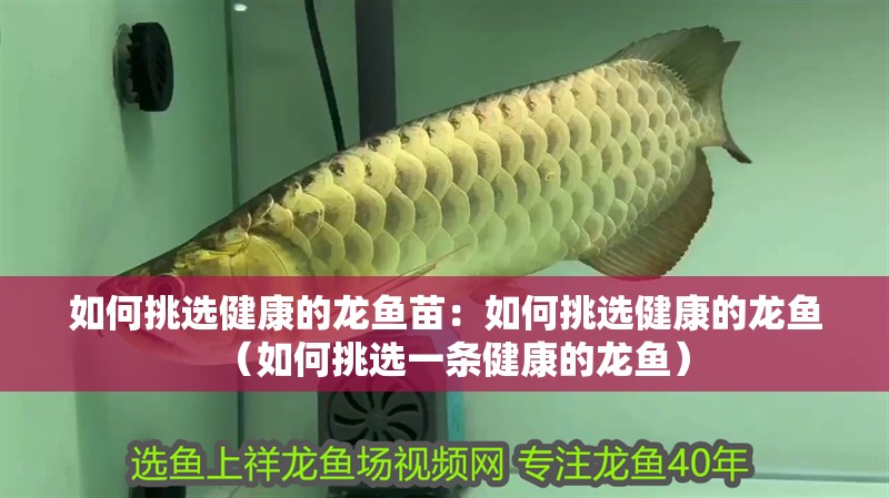 如何挑選健康的龍魚苗：如何挑選健康的龍魚（如何挑選一條健康的龍魚）