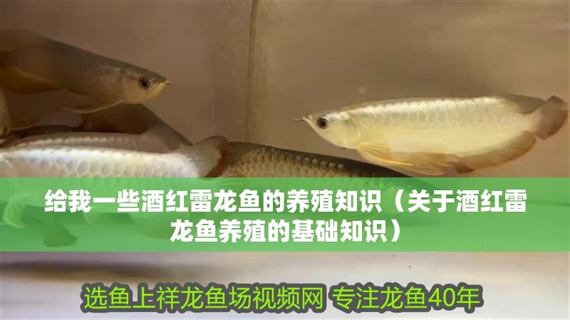 給我一些酒紅雷龍魚的養(yǎng)殖知識(shí)（關(guān)于酒紅雷龍魚養(yǎng)殖的基礎(chǔ)知識(shí)） 給我一些酒紅雷龍魚的養(yǎng)殖知識(shí)（關(guān)于酒紅雷龍魚養(yǎng)殖的基礎(chǔ)知識(shí)） 龍魚百科