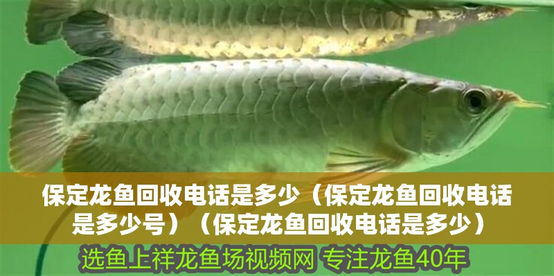 保定龍魚回收電話是多少（保定龍魚回收電話是多少號(hào)）（保定龍魚回收電話是多少）