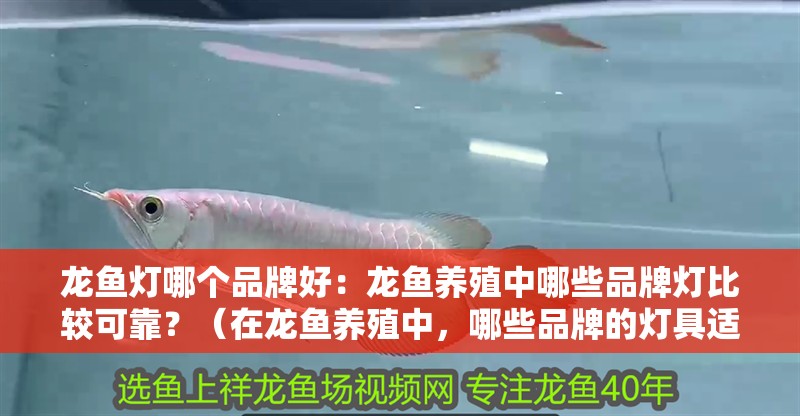 龍魚燈哪個品牌好：龍魚養殖中哪些品牌燈比較可靠？（在龍魚養殖中，哪些品牌的燈具適合龍魚養殖）