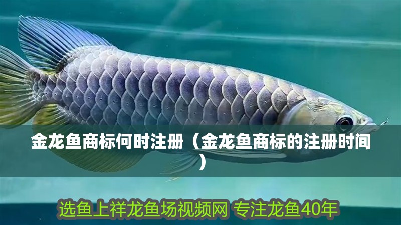 金龍魚商標(biāo)何時注冊（金龍魚商標(biāo)的注冊時間）