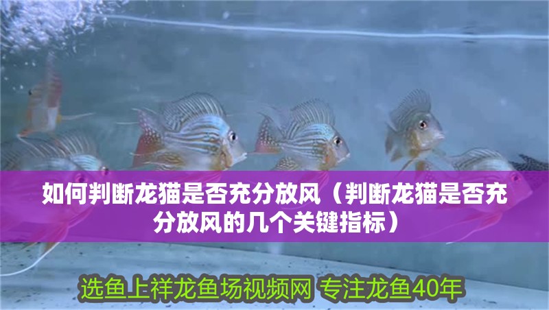 如何判斷龍貓是否充分放風（判斷龍貓是否充分放風的幾個關鍵指標）