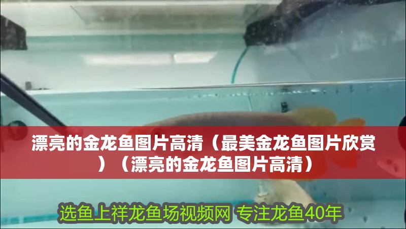 漂亮的金龍魚圖片高清（最美金龍魚圖片欣賞）（漂亮的金龍魚圖片高清）