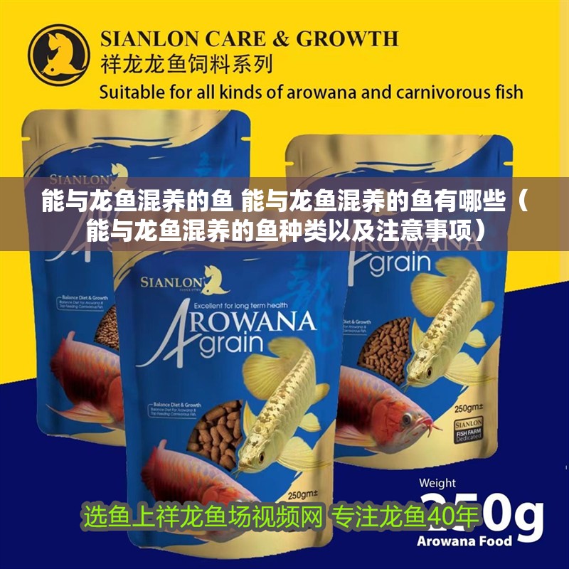能與龍魚混養的魚 能與龍魚混養的魚有哪些（能與龍魚混養的魚種類以及注意事項）