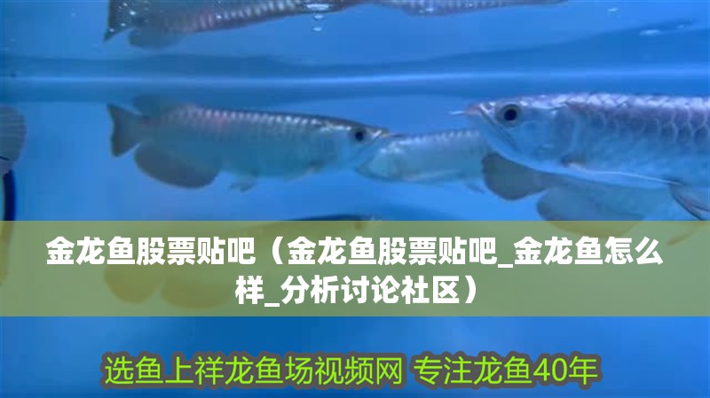 金龍魚股票貼吧（金龍魚股票貼吧_金龍魚怎么樣_分析討論社區） 金龍魚股票貼吧（金龍魚股票貼吧_金龍魚怎么樣_分析討論社區） 觀賞魚百科
