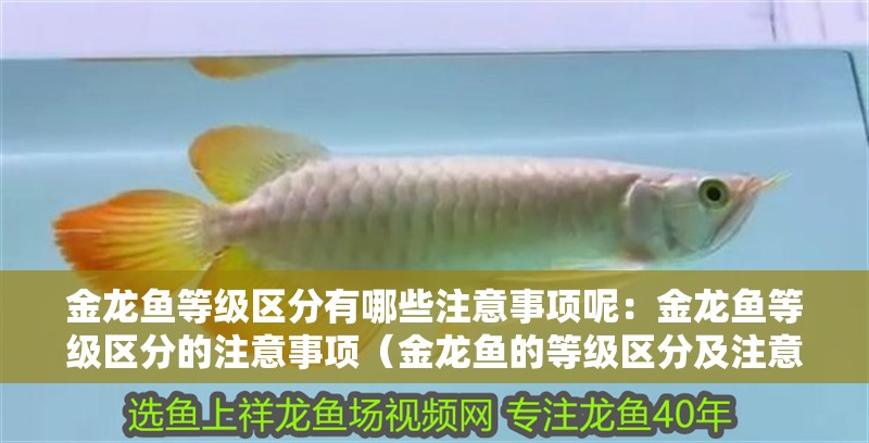 金龍魚等級區分有哪些注意事項呢：金龍魚等級區分的注意事項（金龍魚的等級區分及注意事項）