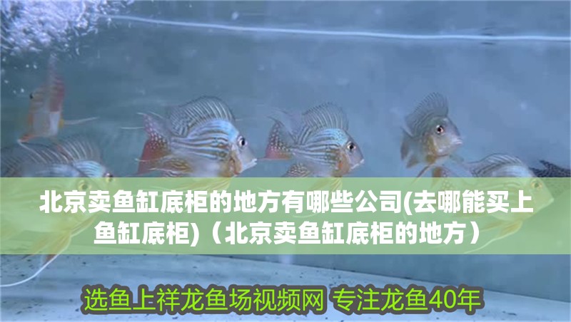 北京賣魚缸底柜的地方有哪些公司(去哪能買上魚缸底柜)（北京賣魚缸底柜的地方）