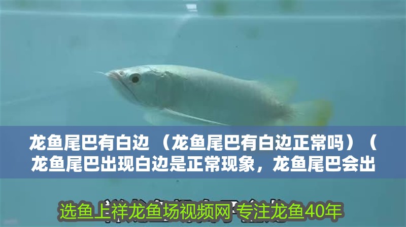龍魚尾巴有白邊 （龍魚尾巴有白邊正常嗎）（龍魚尾巴出現白邊是正常現象，龍魚尾巴會出現白邊的問題）