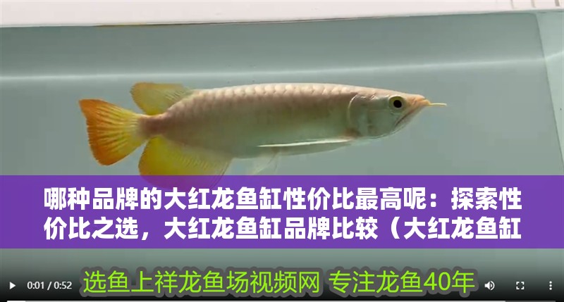 魚缸過濾器選購指南:自制魚缸過濾器魚缸上置過濾器對于養(yǎng)魚愛好者的必備知識 哪種品牌的大紅龍魚缸性價比最高呢:探索性價比之選,大紅龍魚缸品牌比較(大紅龍魚缸性價比如何選擇) 水族問答 哪種品牌的大紅龍魚缸性價比最高呢:探索性價比之選,大紅龍魚缸品牌比較(大紅龍魚缸性價比如何選擇) 哪種品牌的大紅龍魚缸性價比最高呢:探索性價比之選,大紅龍魚缸品牌比較(大紅龍魚缸性價比如何選擇) 水族問答