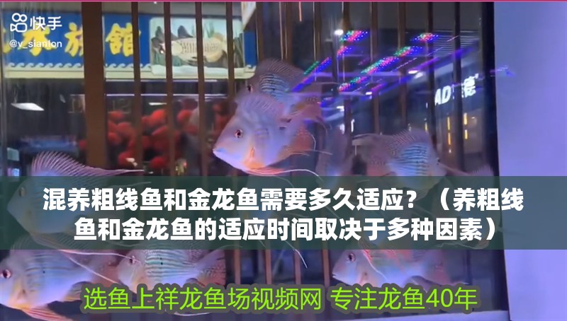 混養粗線魚和金龍魚需要多久適應？（養粗線魚和金龍魚的適應時間取決于多種因素）