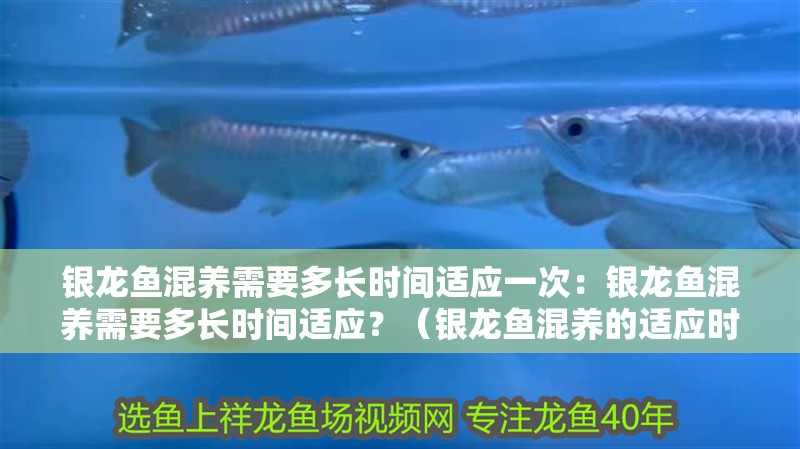 銀龍魚混養需要多長時間適應一次：銀龍魚混養需要多長時間適應？（銀龍魚混養的適應時間）
