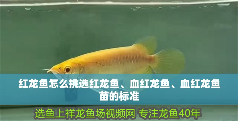 紅龍魚怎么挑選紅龍魚、血紅龍魚、血紅龍魚苗的標準