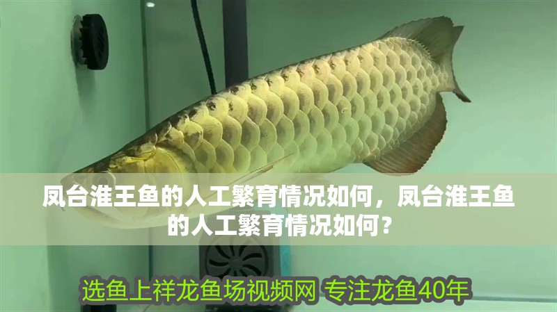 龍魚干蝦有營養嗎 鳳臺淮王魚的人工繁育情況如何,鳳臺淮王魚的人工繁育情況如何? 龍魚百科 鳳臺淮王魚的人工繁育情況如何,鳳臺淮王魚的人工繁育情況如何? 鳳臺淮王魚的人工繁育情況如何,鳳臺淮王魚的人工繁育情況如何? 龍魚百科