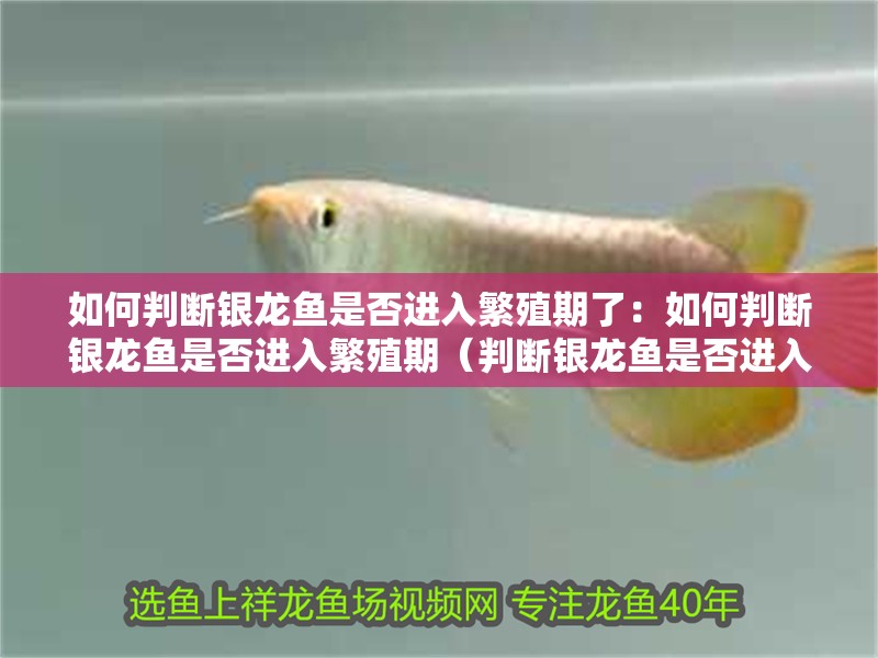 如何判斷銀龍魚是否進(jìn)入繁殖期了：如何判斷銀龍魚是否進(jìn)入繁殖期（判斷銀龍魚是否進(jìn)入繁殖期的銀龍魚是否進(jìn)入繁殖期）