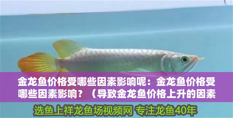 金龍魚價格受哪些因素影響呢：金龍魚價格受哪些因素影響？（導致金龍魚價格上升的因素）