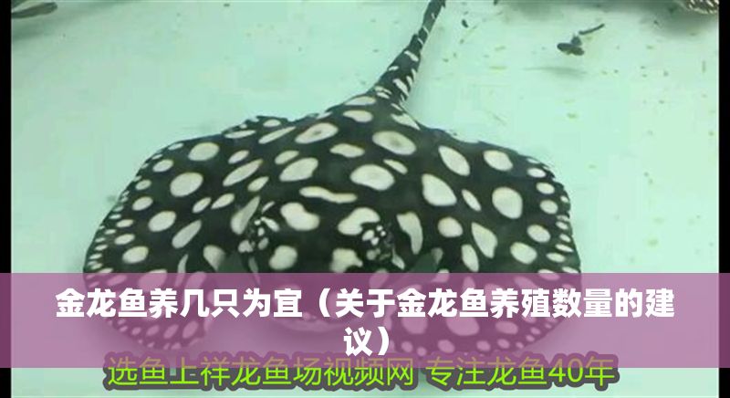 金龍魚養幾只為宜（關于金龍魚養殖數量的建議）