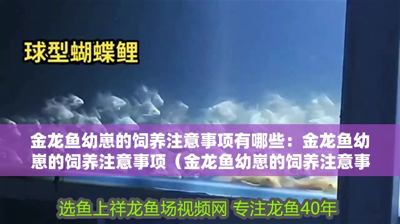 金龍魚幼崽的飼養(yǎng)注意事項有哪些：金龍魚幼崽的飼養(yǎng)注意事項（金龍魚幼崽的飼養(yǎng)注意事項）