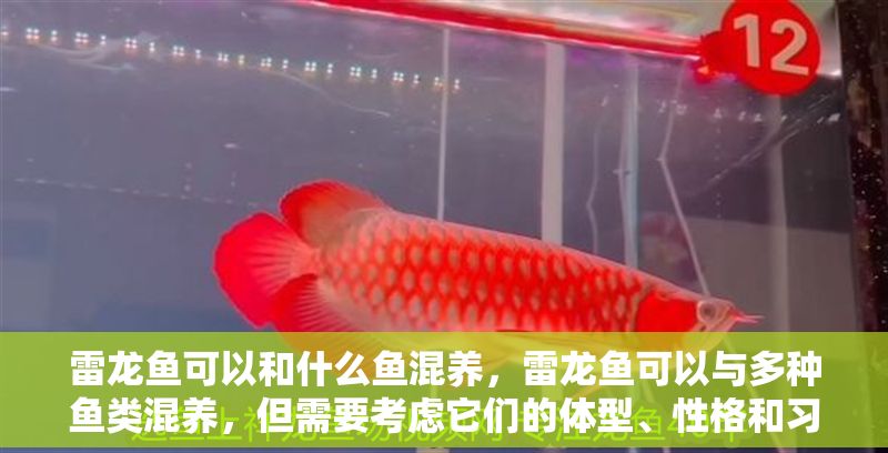 雷龍魚可以和什么魚混養，雷龍魚可以與多種魚類混養，但需要考慮它們的體型、性格和習性