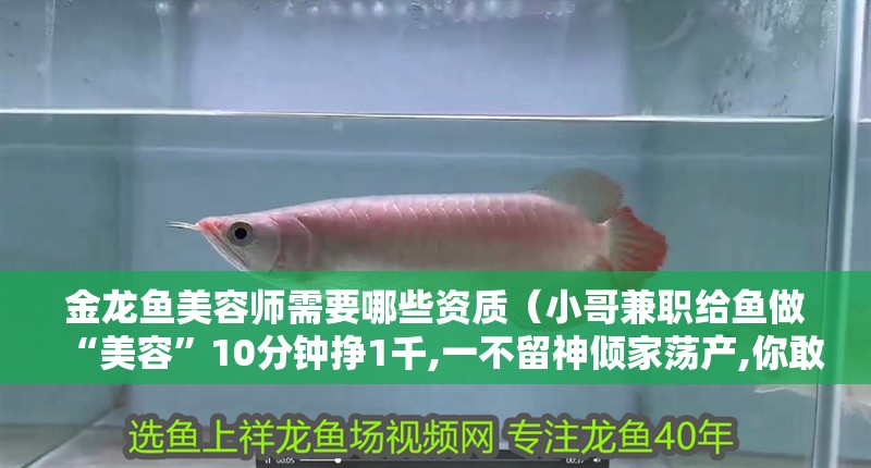金龍魚美容師需要哪些資質(zhì)（小哥兼職給魚做“美容”10分鐘掙1千,一不留神傾家蕩產(chǎn),你敢嗎？）