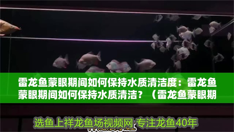雷龍魚蒙眼期間如何保持水質(zhì)清潔度：雷龍魚蒙眼期間如何保持水質(zhì)清潔？（雷龍魚蒙眼期間如何保持水質(zhì)清潔） 雷龍魚蒙眼期間如何保持水質(zhì)清潔度：雷龍魚蒙眼期間如何保持水質(zhì)清潔？（雷龍魚蒙眼期間如何保持水質(zhì)清潔） 水族問答
