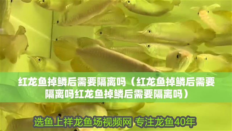 魚(yú)缸用增氧泵價(jià)格是多少:魚(yú)缸增氧機(jī)-xtrac增氧機(jī)-xtrac增氧機(jī) 紅龍魚(yú)掉鱗后需要隔離嗎(紅龍魚(yú)掉鱗后需要隔離嗎紅龍魚(yú)掉鱗后需要隔離嗎) 龍魚(yú)百科 紅龍魚(yú)掉鱗后需要隔離嗎(紅龍魚(yú)掉鱗后需要隔離嗎紅龍魚(yú)掉鱗后需要隔離嗎) 紅龍魚(yú)掉鱗后需要隔離嗎(紅龍魚(yú)掉鱗后需要隔離嗎紅龍魚(yú)掉鱗后需要隔離嗎) 龍魚(yú)百科