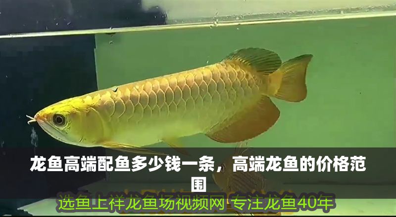 龍魚高端配魚多少錢一條，高端龍魚的價格范圍