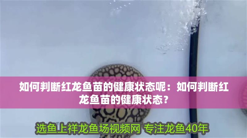 如何判斷紅龍魚(yú)苗的健康狀態(tài)呢：如何判斷紅龍魚(yú)苗的健康狀態(tài)？