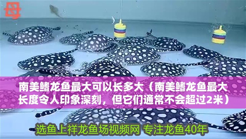 南美鰭龍魚最大可以長多大（南美鰭龍魚最大長度令人印象深刻，但它們通常不會超過2米）