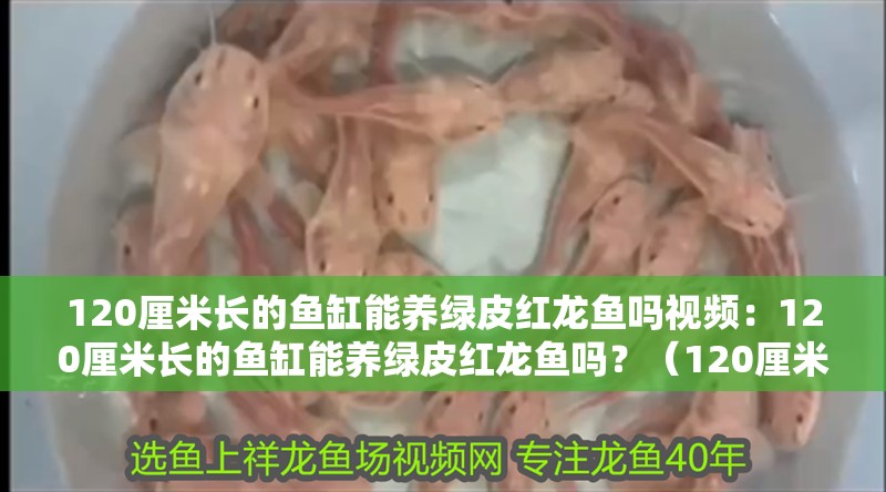 120厘米長的魚缸能養綠皮紅龍魚嗎視頻：120厘米長的魚缸能養綠皮紅龍魚嗎？（120厘米的魚缸適合養殖綠皮紅龍魚嗎？）