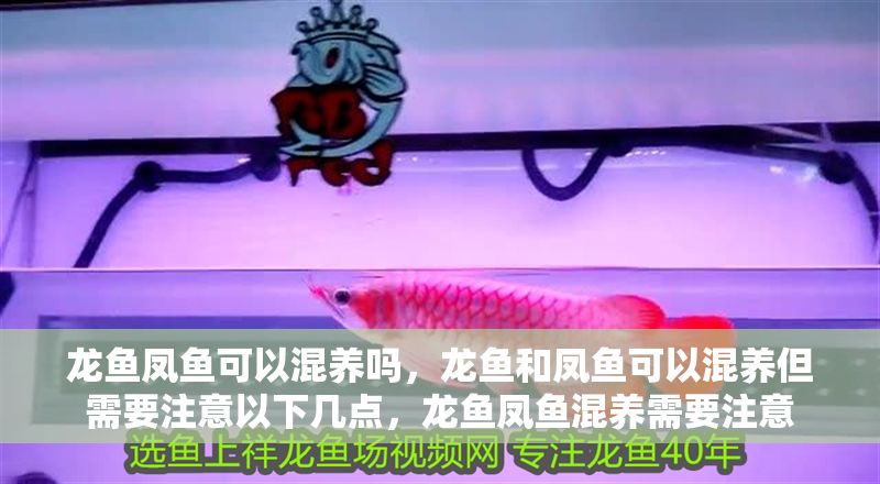 龍魚鳳魚可以混養嗎，龍魚和鳳魚可以混養但需要注意以下幾點，龍魚鳳魚混養需要注意