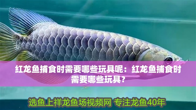 紅龍魚(yú)捕食時(shí)需要哪些玩具呢：紅龍魚(yú)捕食時(shí)需要哪些玩具？