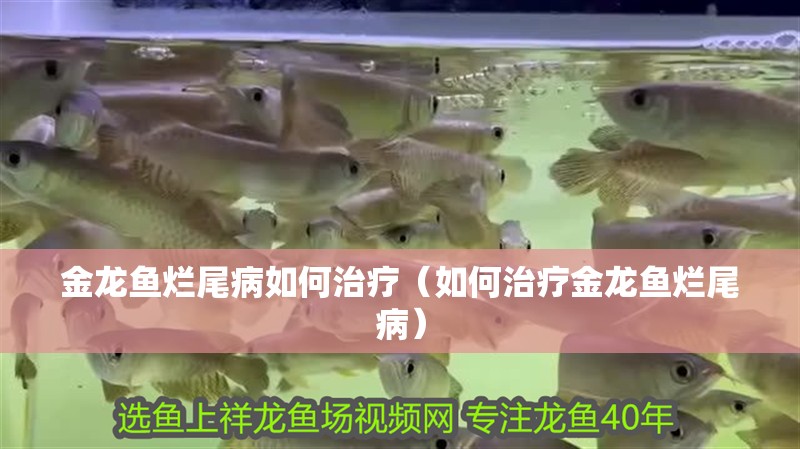 金龍魚爛尾病如何治療（如何治療金龍魚爛尾病）