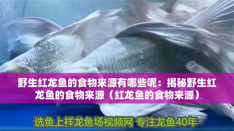 野生紅龍魚的食物來源有哪些呢：揭秘野生紅龍魚的食物來源（紅龍魚的食物來源） 野生紅龍魚的食物來源有哪些呢：揭秘野生紅龍魚的食物來源（紅龍魚的食物來源） 水族問答