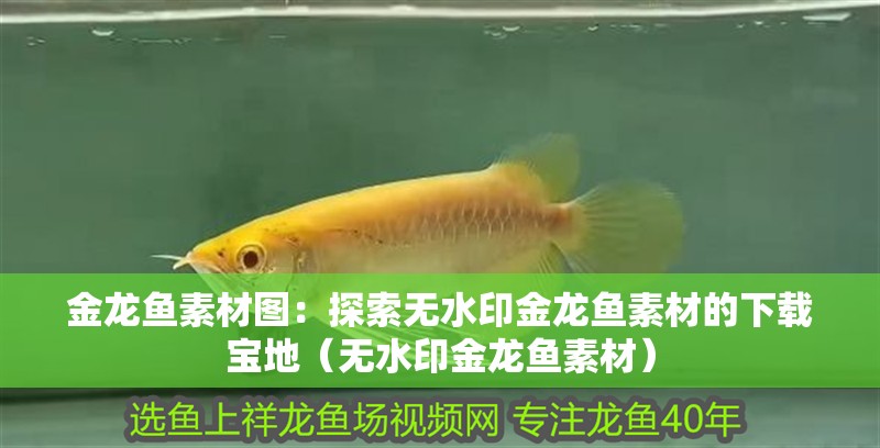 金龍魚素材圖：探索無水印金龍魚素材的下載寶地（無水印金龍魚素材）