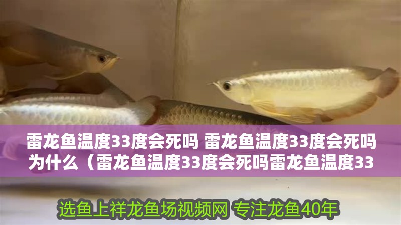 雷龍魚溫度33度會死嗎 雷龍魚溫度33度會死嗎為什么（雷龍魚溫度33度會死嗎雷龍魚溫度33度會死嗎）