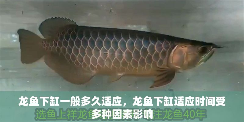 龍魚下缸一般多久適應(yīng)，龍魚下缸適應(yīng)時(shí)間受多種因素影響