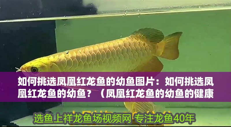 如何挑選鳳凰紅龍魚(yú)的幼魚(yú)圖片：如何挑選鳳凰紅龍魚(yú)的幼魚(yú)？（鳳凰紅龍魚(yú)的幼魚(yú)的健康狀態(tài)和成長(zhǎng)潛力以及挑選幼魚(yú)的建議） 如何挑選鳳凰紅龍魚(yú)的幼魚(yú)圖片：如何挑選鳳凰紅龍魚(yú)的幼魚(yú)？（鳳凰紅龍魚(yú)的幼魚(yú)的健康狀態(tài)和成長(zhǎng)潛力以及挑選幼魚(yú)的建議） 水族問(wèn)答