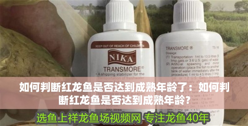 如何判斷紅龍魚是否達到成熟年齡了：如何判斷紅龍魚是否達到成熟年齡？