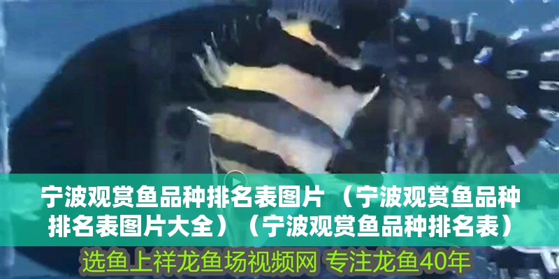 寧波觀賞魚品種排名表圖片 （寧波觀賞魚品種排名表圖片大全）（寧波觀賞魚品種排名表） 寧波觀賞魚品種排名表圖片 （寧波觀賞魚品種排名表圖片大全）（寧波觀賞魚品種排名表） 觀賞魚百科