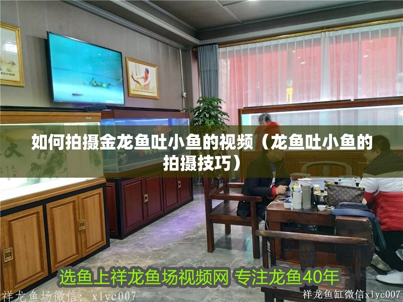 如何拍攝金龍魚吐小魚的視頻（龍魚吐小魚的拍攝技巧）