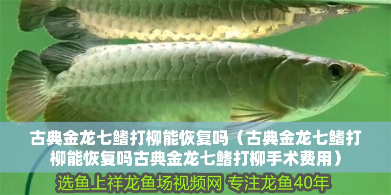 古典金龍七鰭打柳能恢復嗎（古典金龍七鰭打柳能恢復嗎古典金龍七鰭打柳手術費用）
