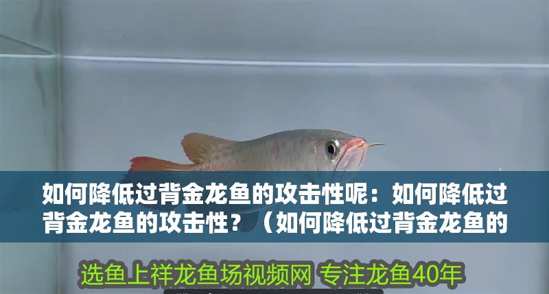 如何降低過背金龍魚的攻擊性呢：如何降低過背金龍魚的攻擊性？（如何降低過背金龍魚的攻擊性）