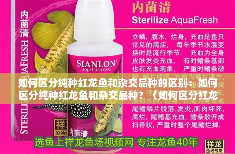 如何區分純種紅龍魚和雜交品種的區別：如何區分純種紅龍魚和雜交品種？（如何區分紅龍魚的純種與雜交品種）